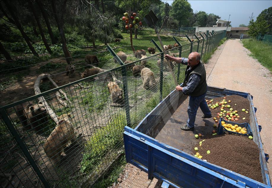 15 años al cuidado de los osos en Turquía