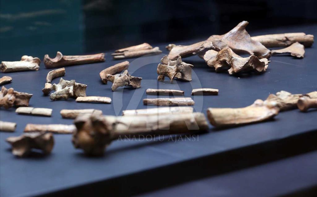 Lucy, Ardi y Salam, los ancestros más antiguos de la humanidad