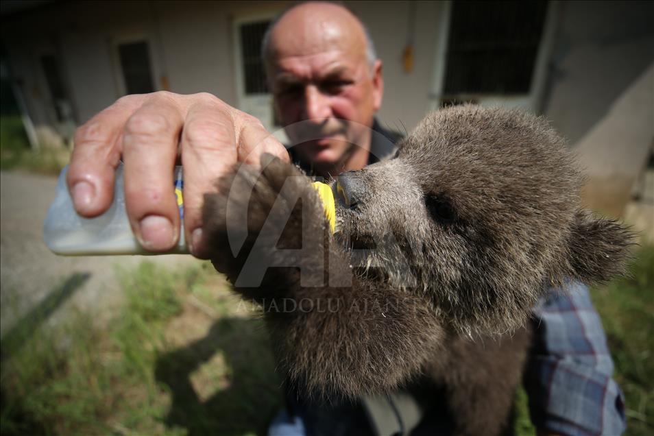 15 años al cuidado de los osos en Turquía