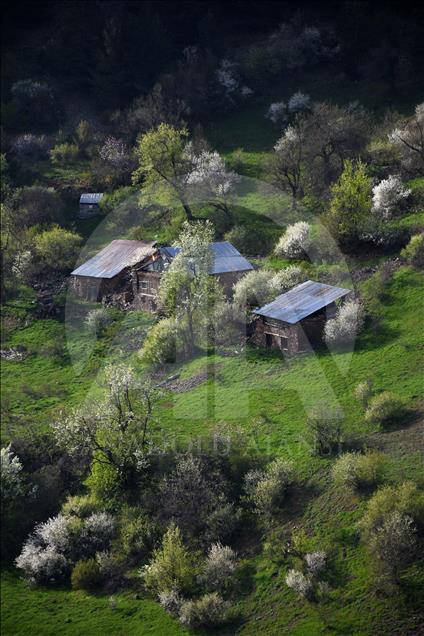 Doğu Karadeniz'de ilkbahar bir başka güzel