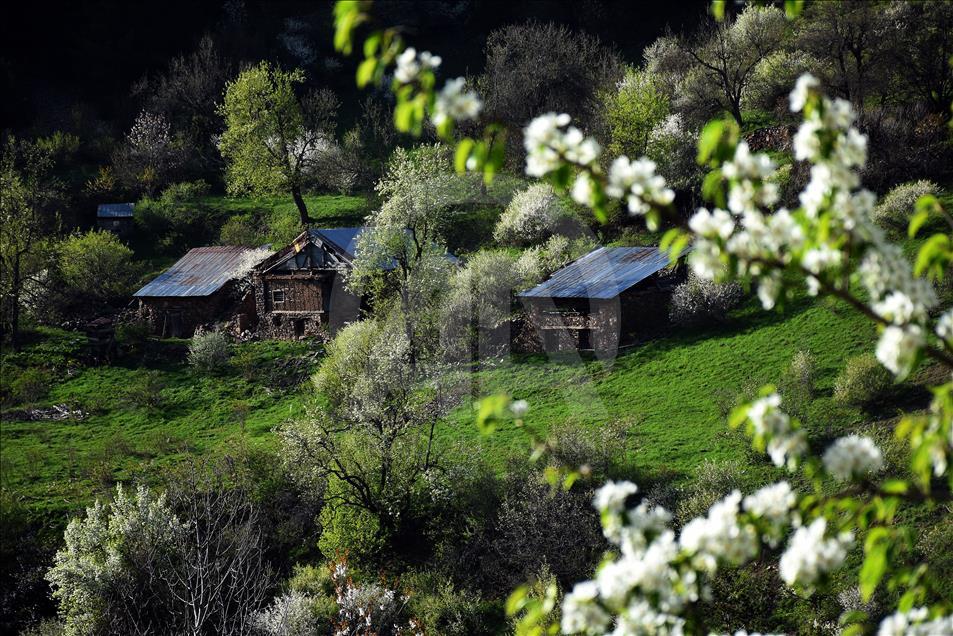 Doğu Karadeniz'de ilkbahar bir başka güzel