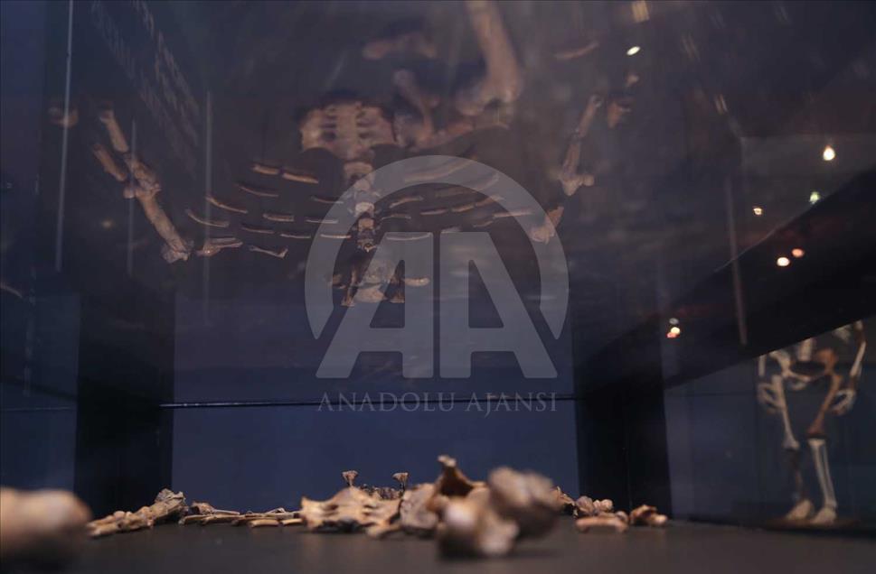 Lucy, Ardi y Salam, los ancestros más antiguos de la humanidad