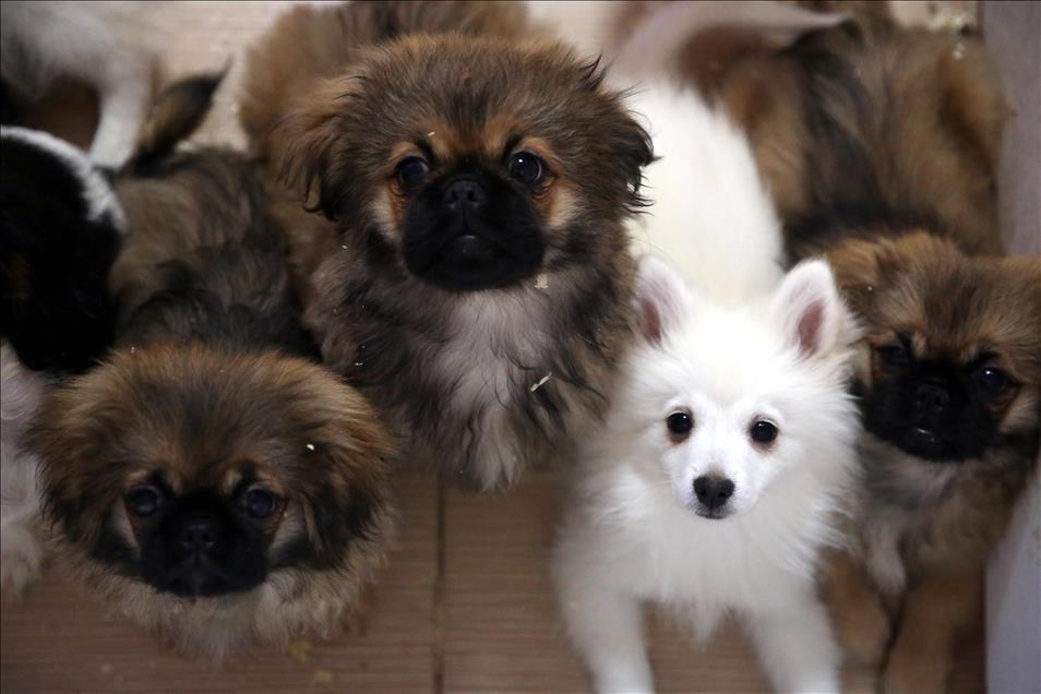 Smuggled puppies seized in Edirne