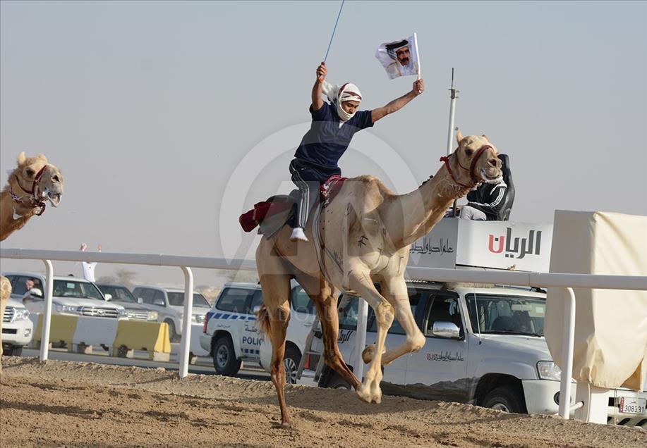 سباقات "الهجن" في الخليج.. "إرث" لم يمحه النفط