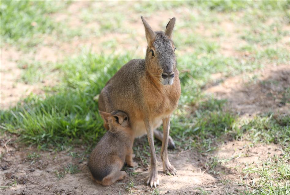 Mother-baby bond in the animal world