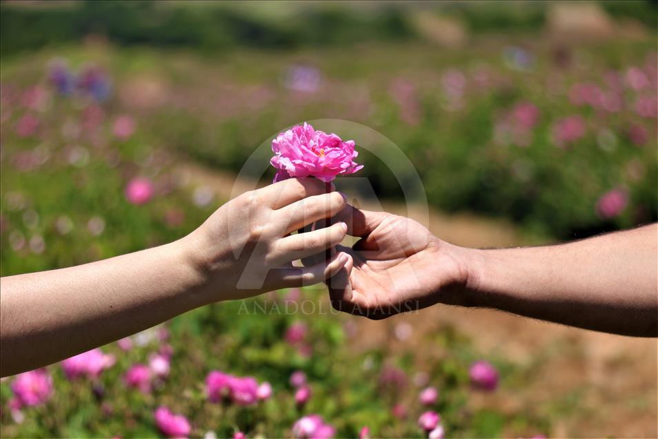Yabancı turistlerin yeni gözdesi: Isparta gül bahçeleri