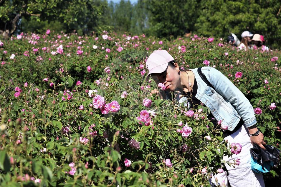 Yabancı turistlerin yeni gözdesi: Isparta gül bahçeleri