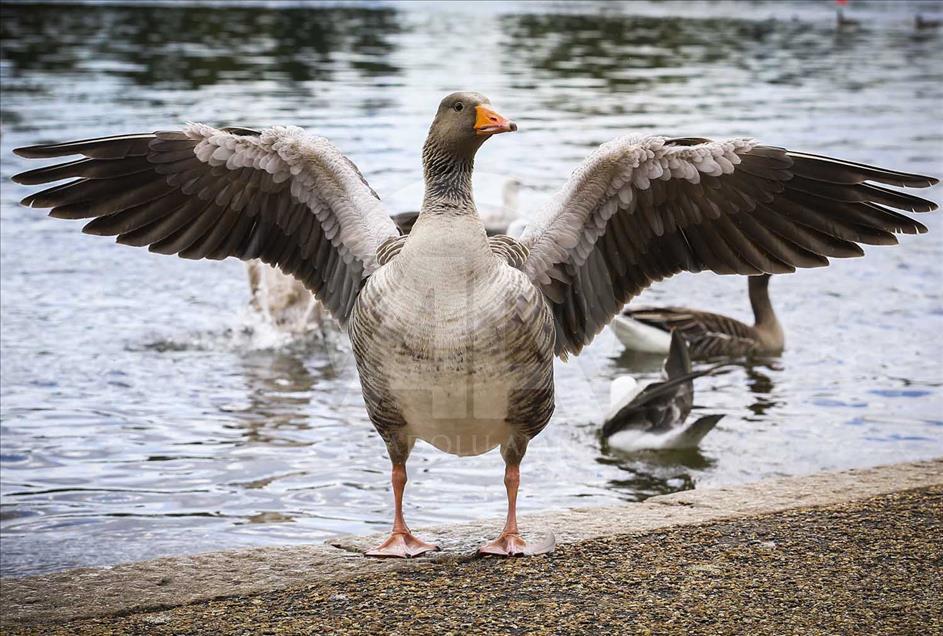 Hyde Park: el símbolo de Londres