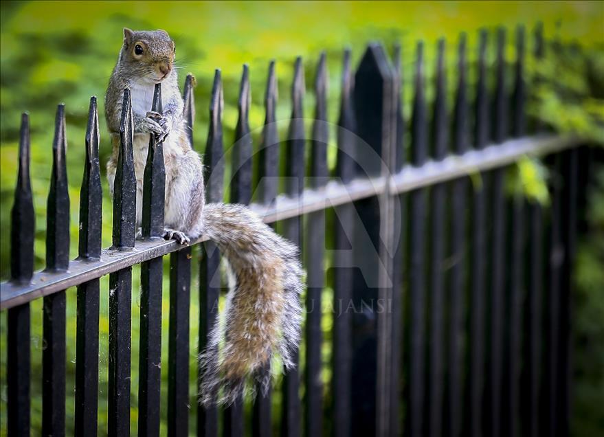 Londra’nın simgesi Hyde Park