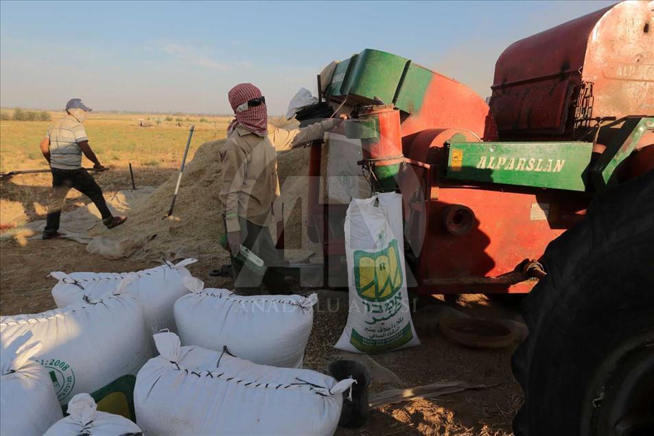 En Gaza se cosecha trigo pese a los bombardeos de Israel 