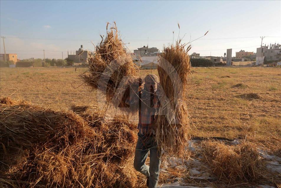 En Gaza se cosecha trigo pese a los bombardeos de Israel 