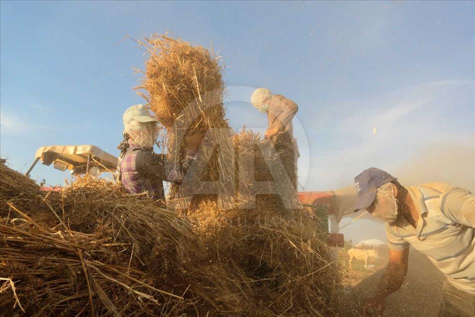 En Gaza se cosecha trigo pese a los bombardeos de Israel 