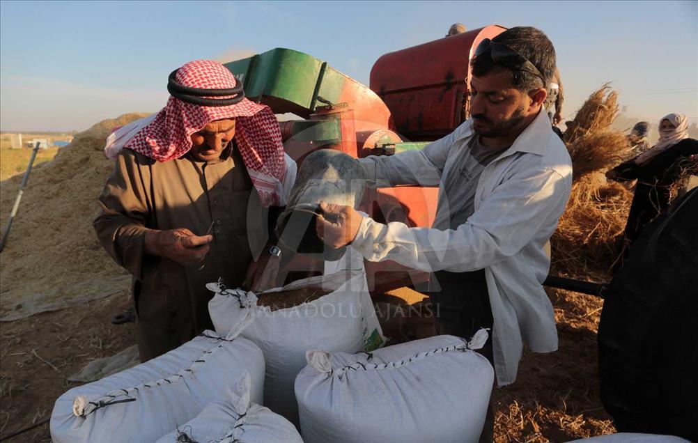 En Gaza se cosecha trigo pese a los bombardeos de Israel 