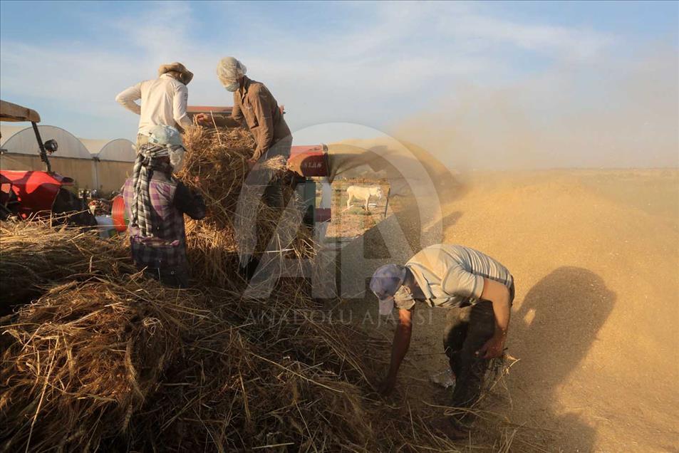 En Gaza se cosecha trigo pese a los bombardeos de Israel 