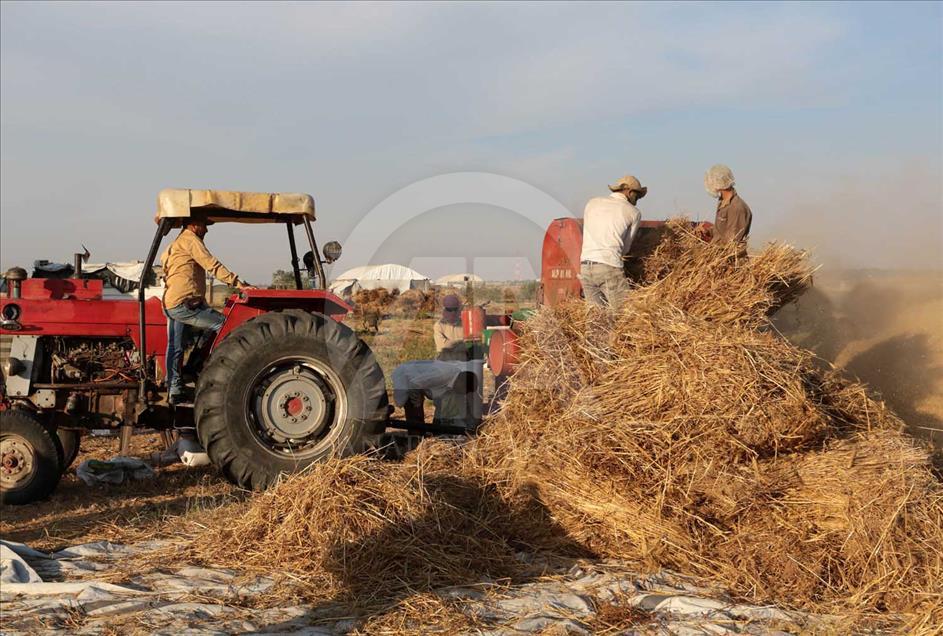 En Gaza se cosecha trigo pese a los bombardeos de Israel 