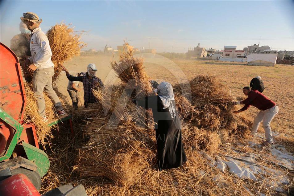 En Gaza se cosecha trigo pese a los bombardeos de Israel 