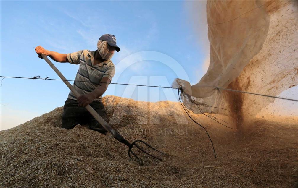 En Gaza se cosecha trigo pese a los bombardeos de Israel 