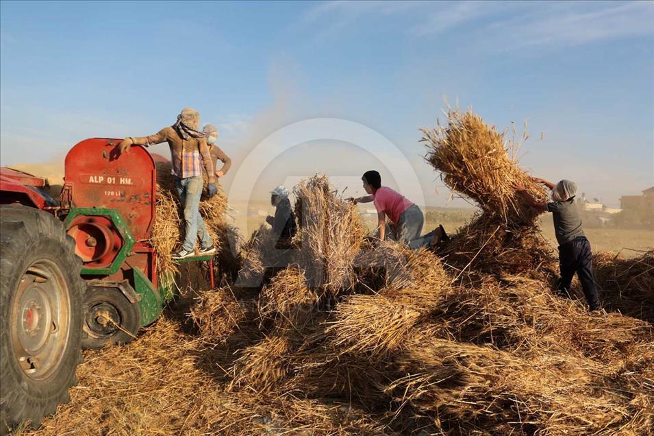 En Gaza se cosecha trigo pese a los bombardeos de Israel 