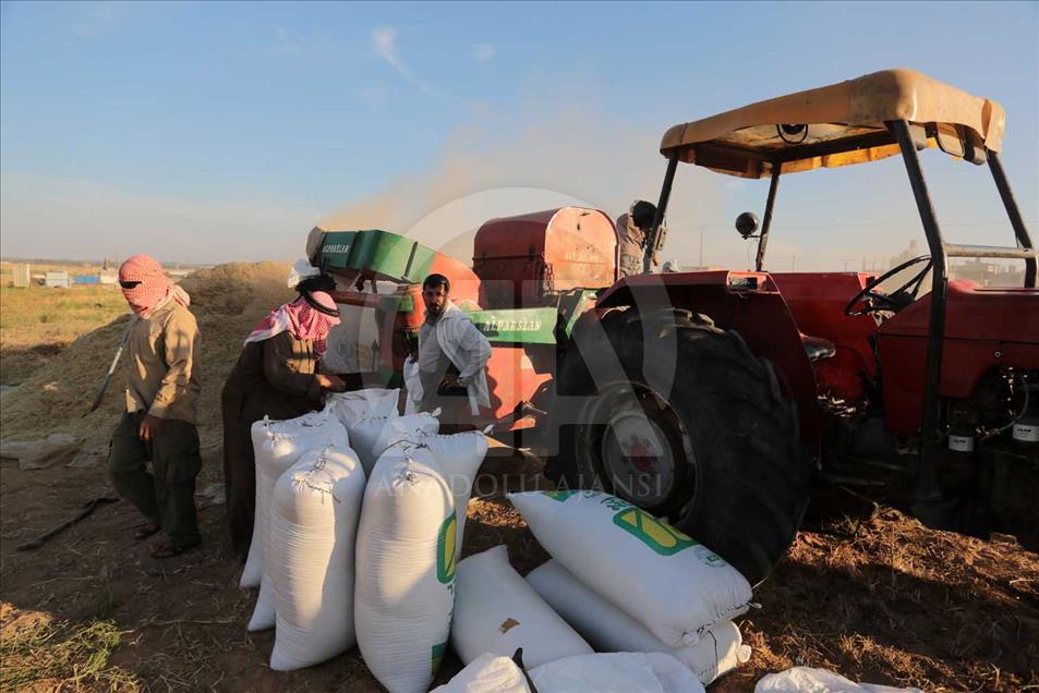 En Gaza se cosecha trigo pese a los bombardeos de Israel 