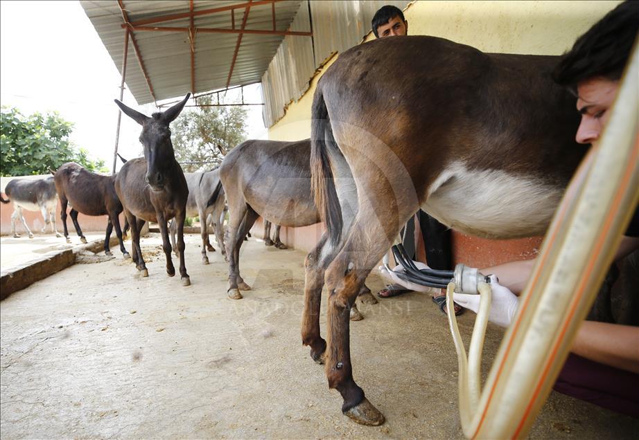 Turist gezdirdiği eşeklerin artık sütünden kazanıyor