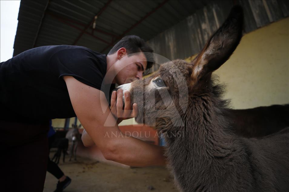 Turist gezdirdiği eşeklerin artık sütünden kazanıyor