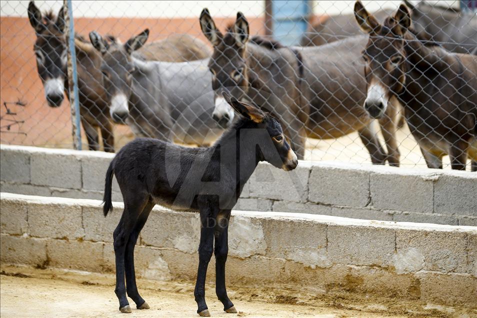 Turist gezdirdiği eşeklerin artık sütünden kazanıyor