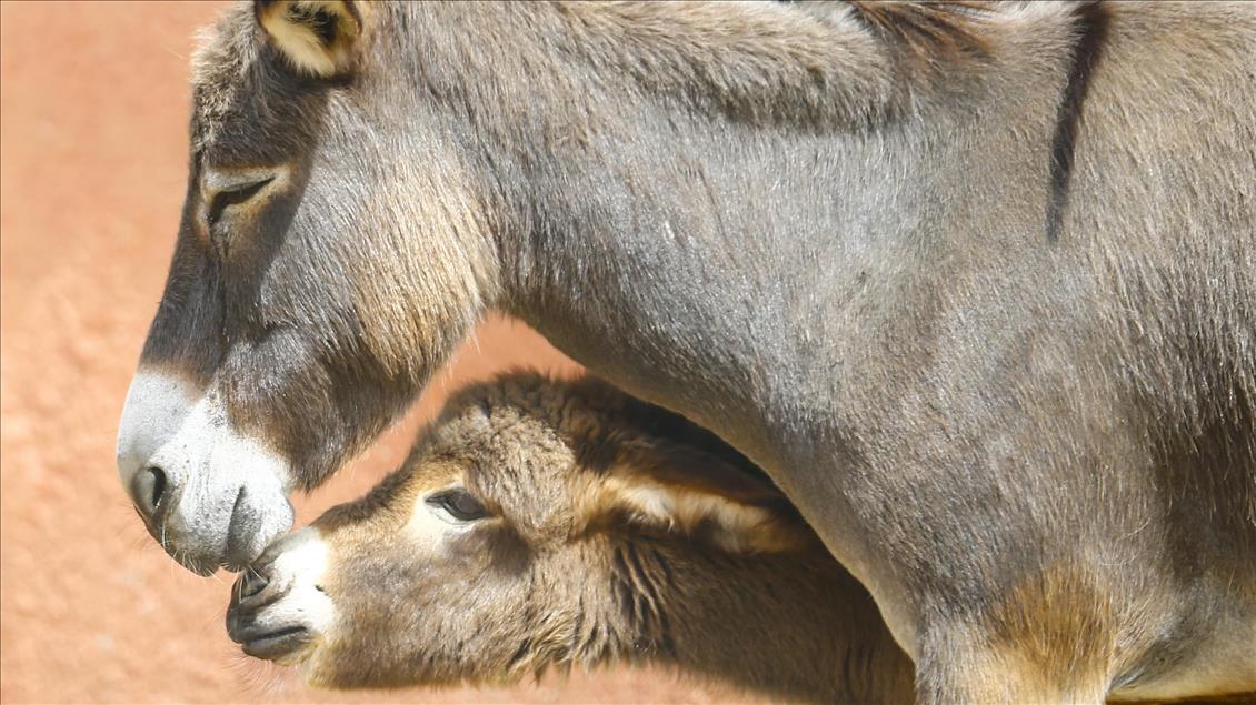 Turist gezdirdiği eşeklerin artık sütünden kazanıyor