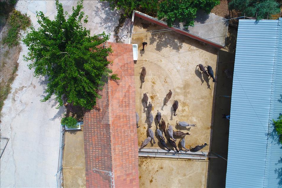 Turist gezdirdiği eşeklerin artık sütünden kazanıyor