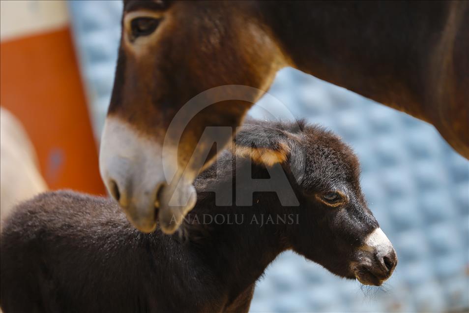 Turist gezdirdiği eşeklerin artık sütünden kazanıyor