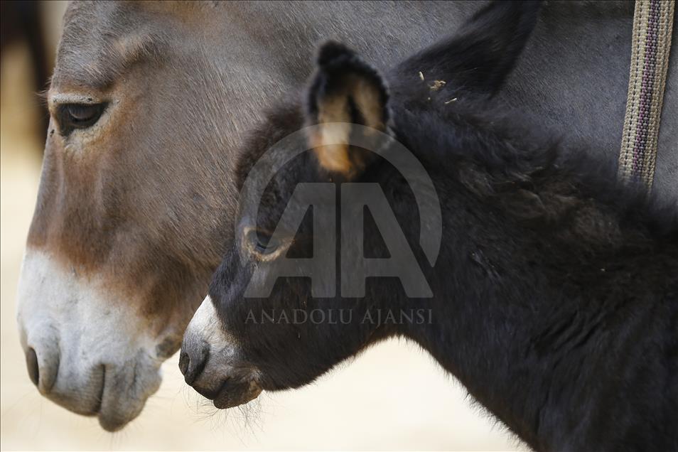 Turist gezdirdiği eşeklerin artık sütünden kazanıyor