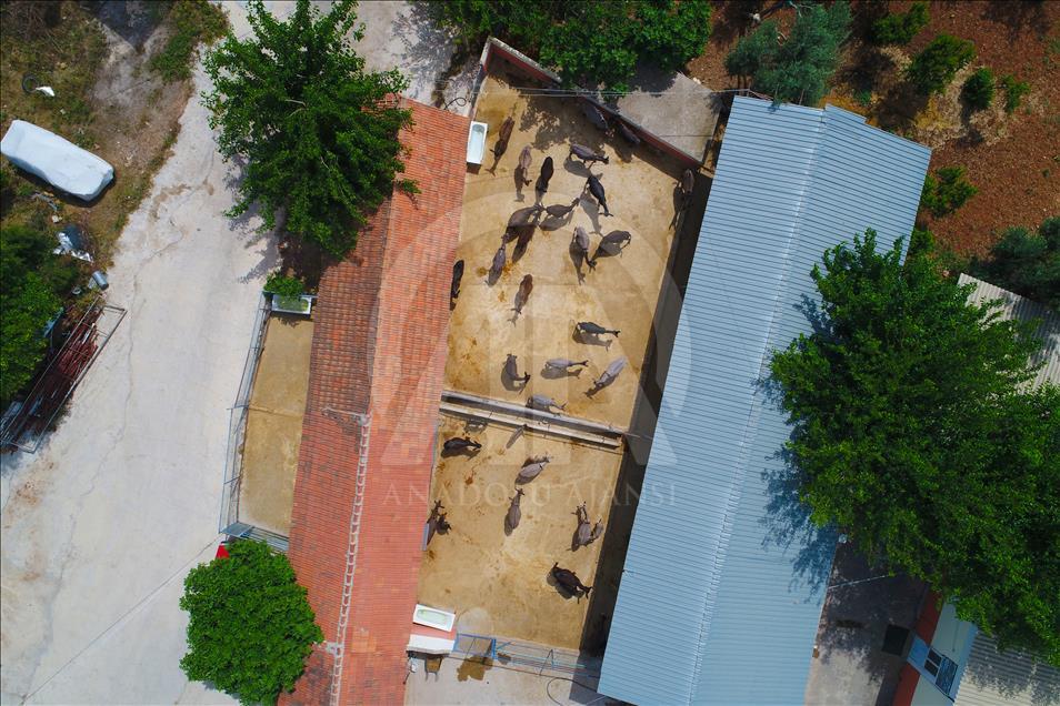 Turist gezdirdiği eşeklerin artık sütünden kazanıyor