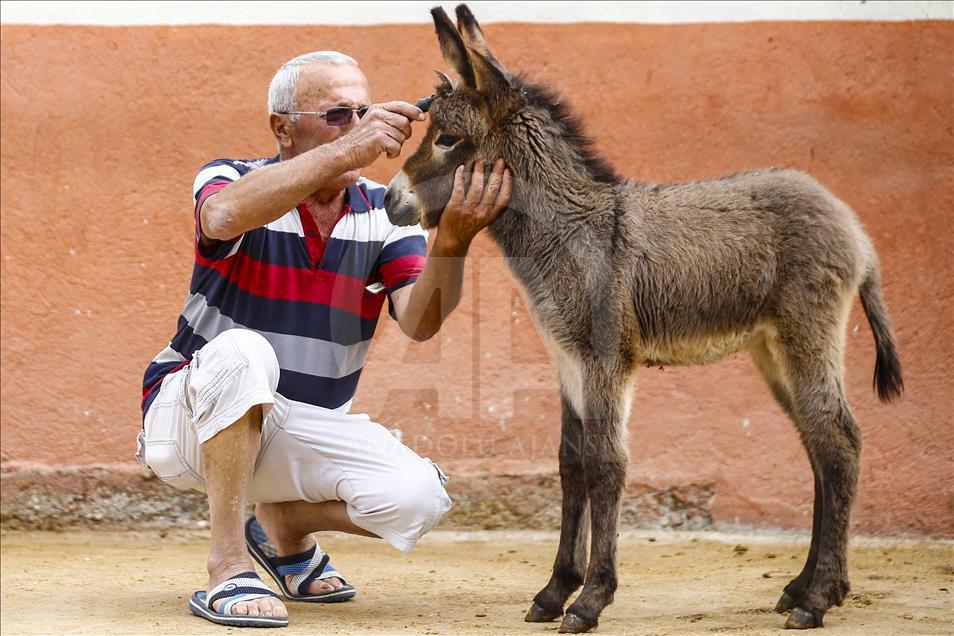 Turist gezdirdiği eşeklerin artık sütünden kazanıyor