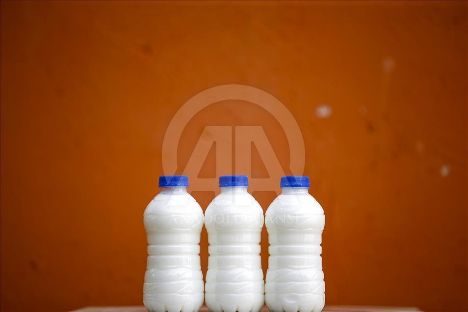 Turist gezdirdiği eşeklerin artık sütünden kazanıyor