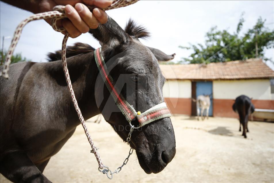 Turist gezdirdiği eşeklerin artık sütünden kazanıyor