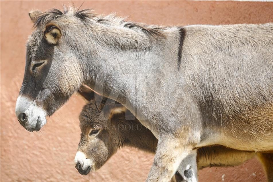 Turist gezdirdiği eşeklerin artık sütünden kazanıyor