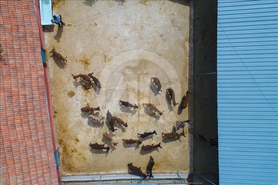 Turist gezdirdiği eşeklerin artık sütünden kazanıyor