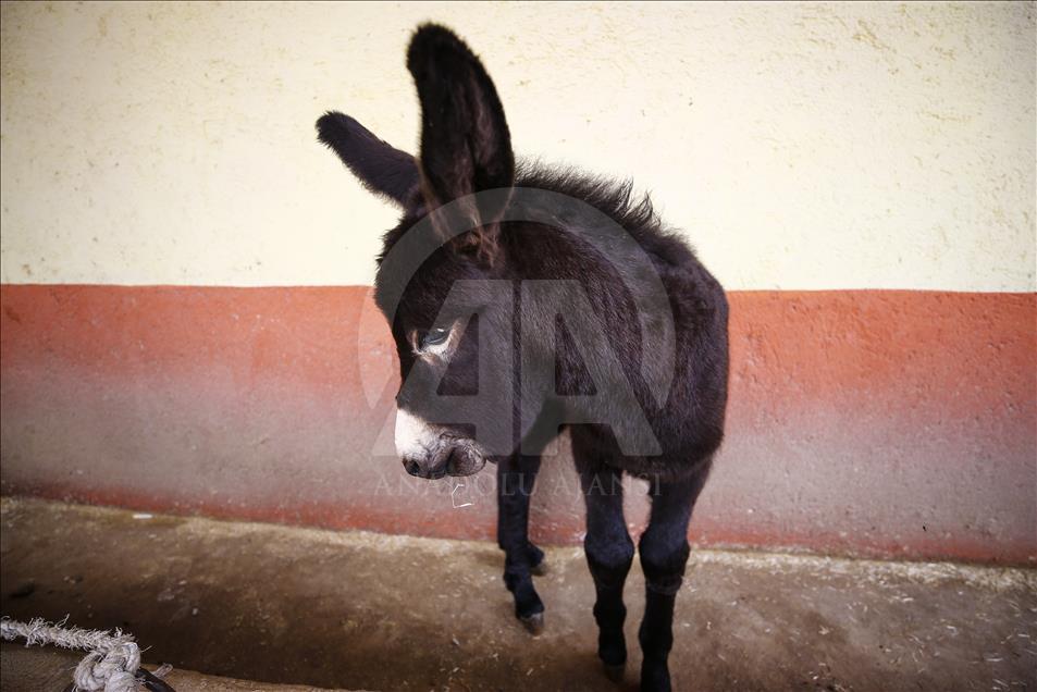 Turist gezdirdiği eşeklerin artık sütünden kazanıyor