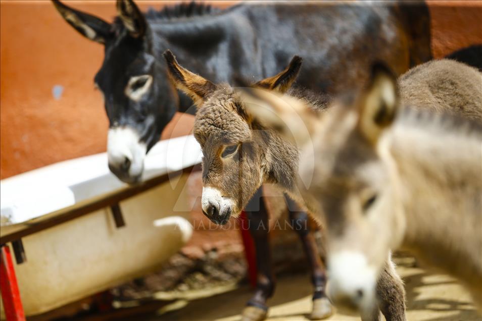Turist gezdirdiği eşeklerin artık sütünden kazanıyor