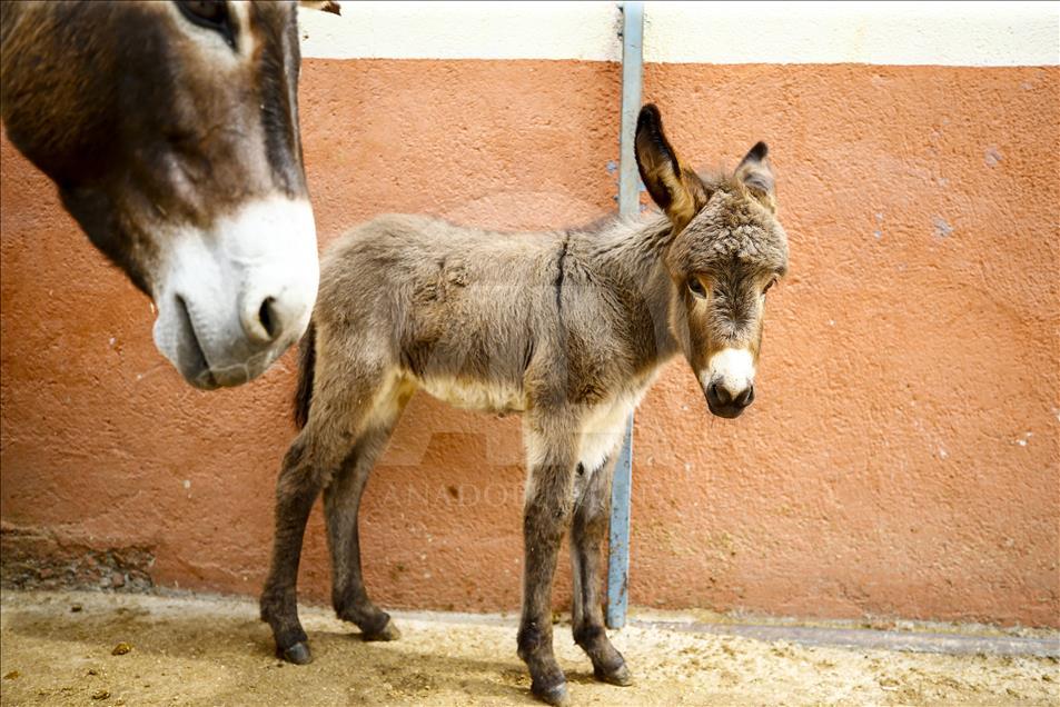Turist gezdirdiği eşeklerin artık sütünden kazanıyor