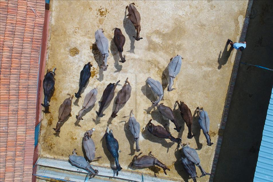 Turist gezdirdiği eşeklerin artık sütünden kazanıyor