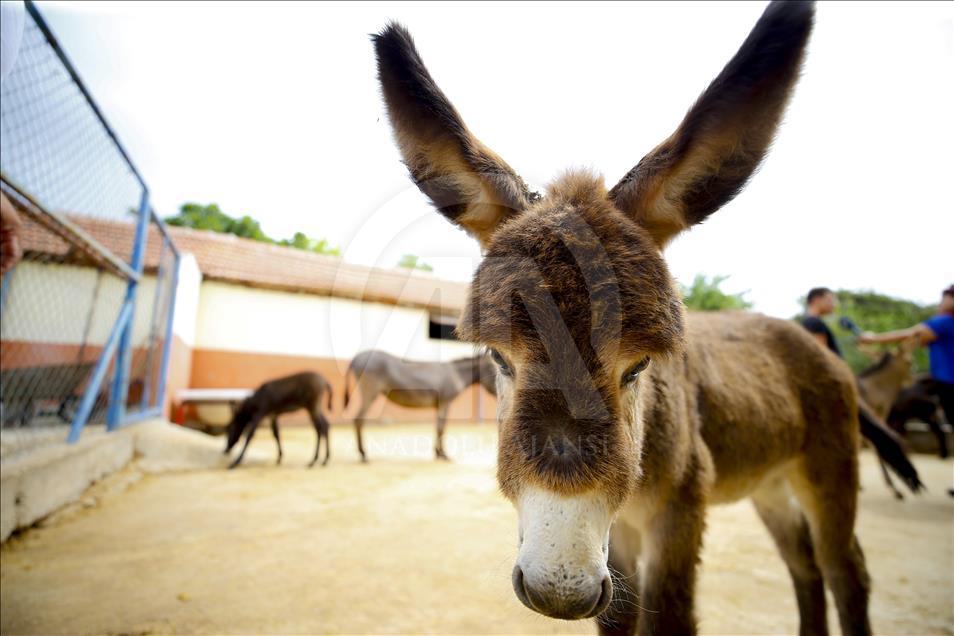 Turist gezdirdiği eşeklerin artık sütünden kazanıyor