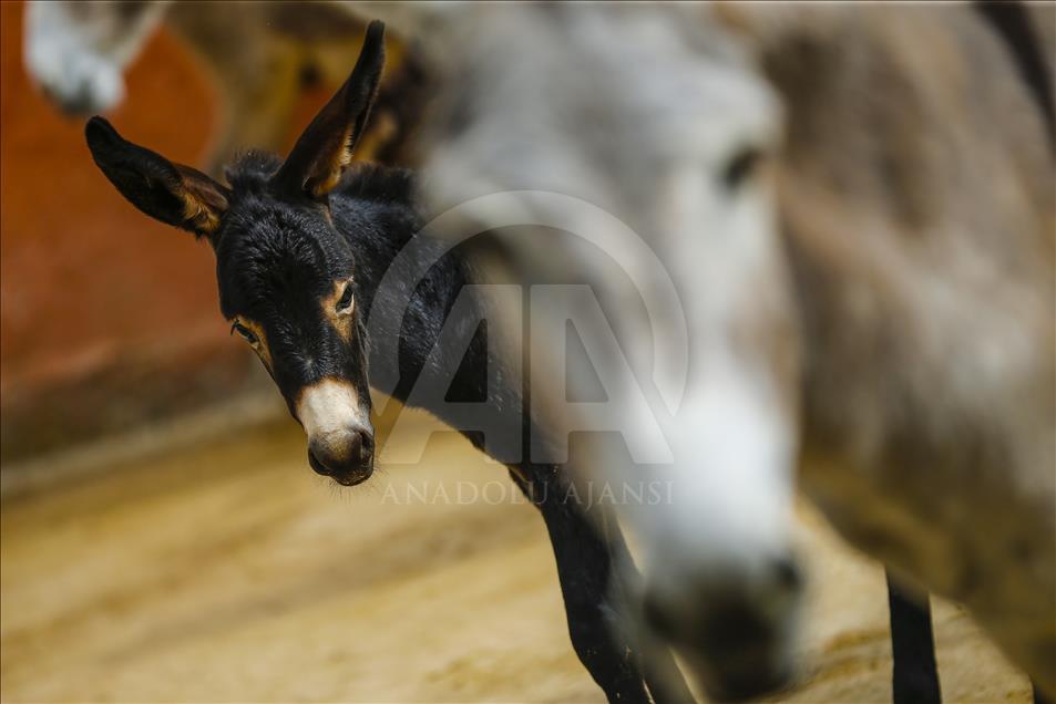 Turist gezdirdiği eşeklerin artık sütünden kazanıyor