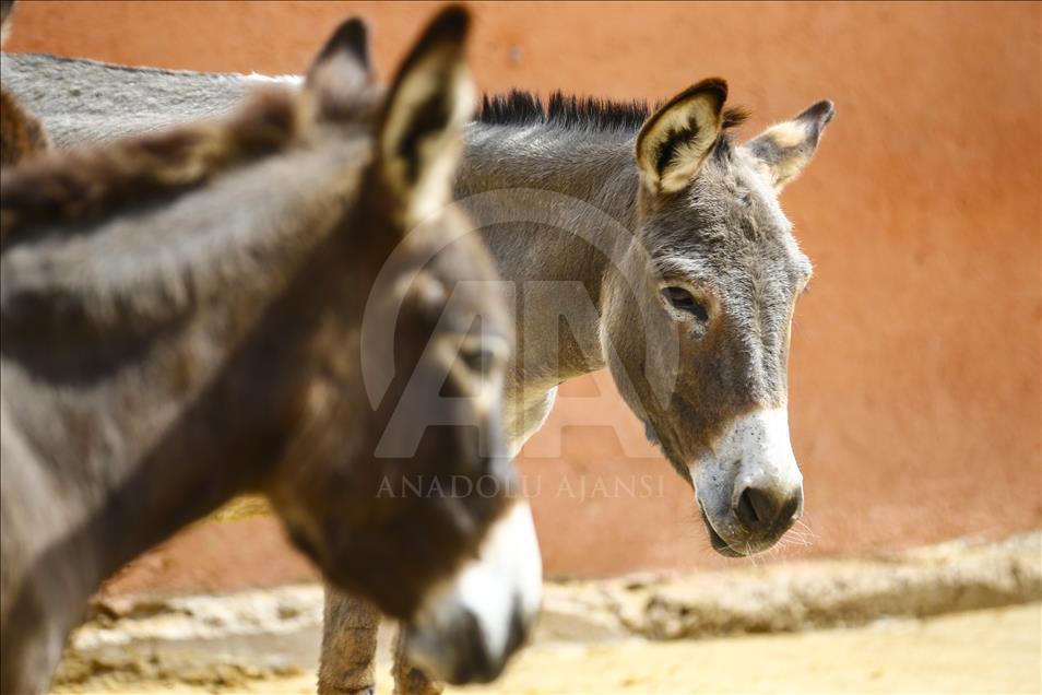 Turist gezdirdiği eşeklerin artık sütünden kazanıyor
