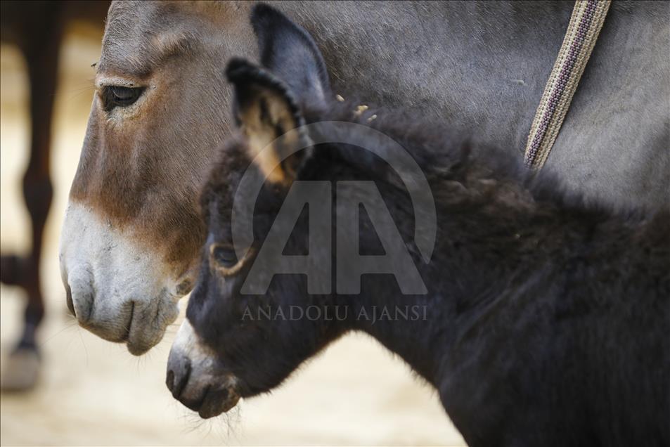 Turist gezdirdiği eşeklerin artık sütünden kazanıyor