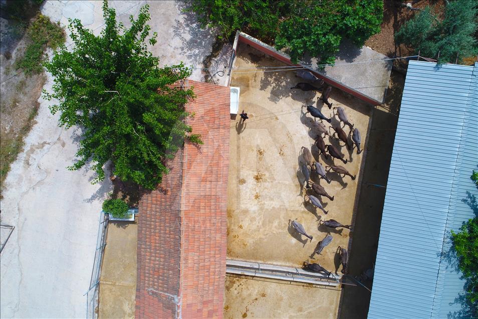 Turist gezdirdiği eşeklerin artık sütünden kazanıyor