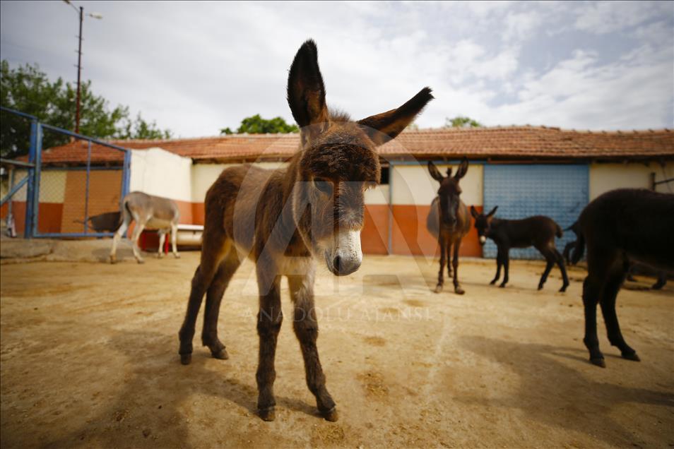 Turist gezdirdiği eşeklerin artık sütünden kazanıyor