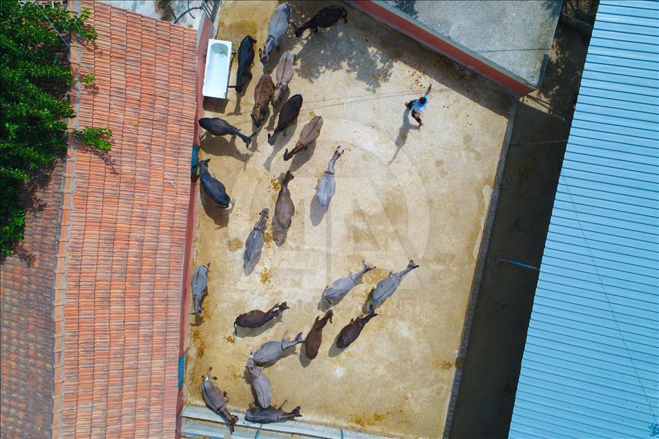 Turist gezdirdiği eşeklerin artık sütünden kazanıyor