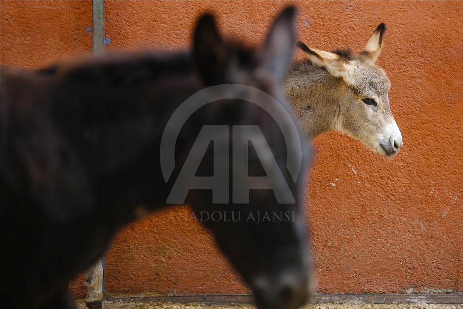Turist gezdirdiği eşeklerin artık sütünden kazanıyor