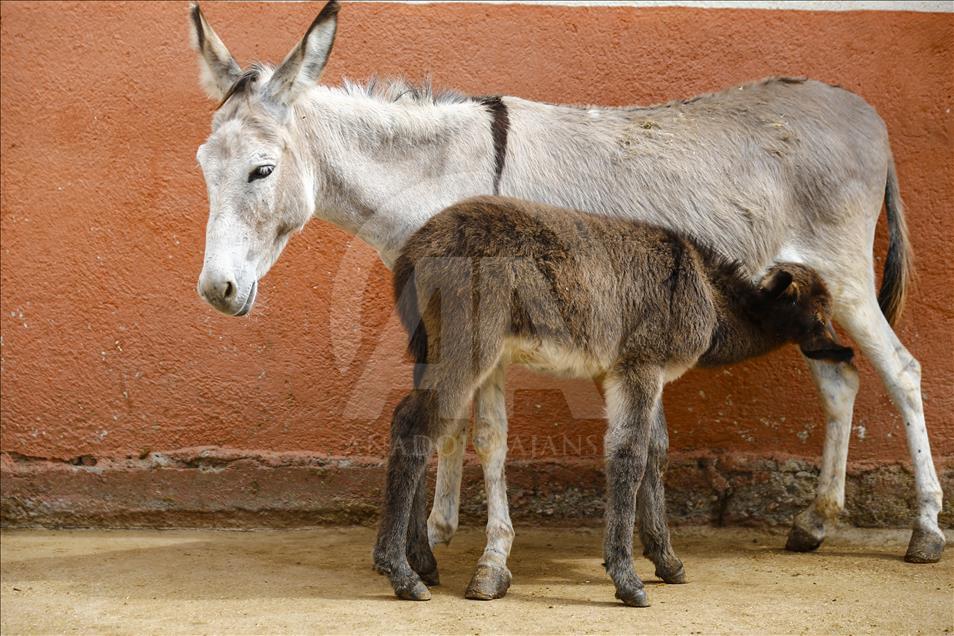 Turist gezdirdiği eşeklerin artık sütünden kazanıyor