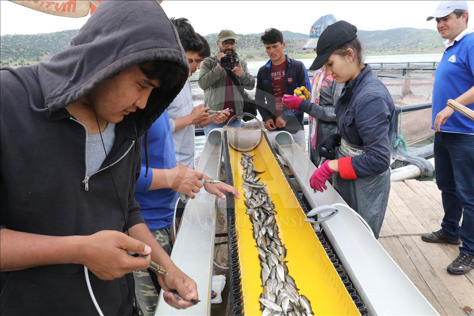 Üniversite öğrencileri günde 50 bin balık aşılıyor